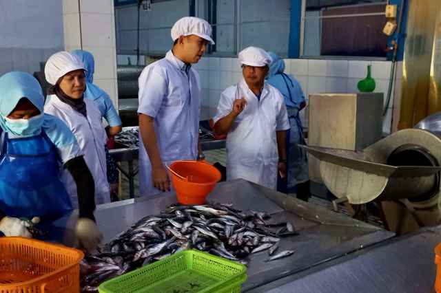 Pembuatan sardin halal bersih dan bermutu Suri Bonda